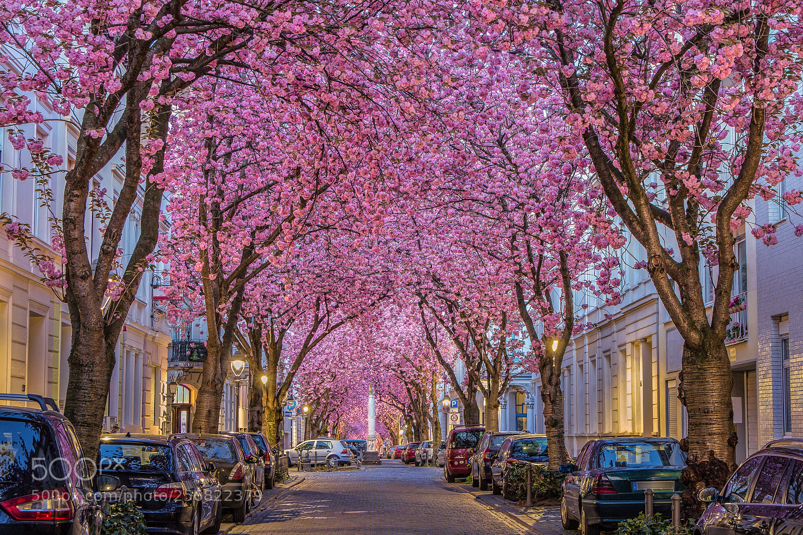 Canon EOS 60D sample photo. Cherry blossom avenue photography