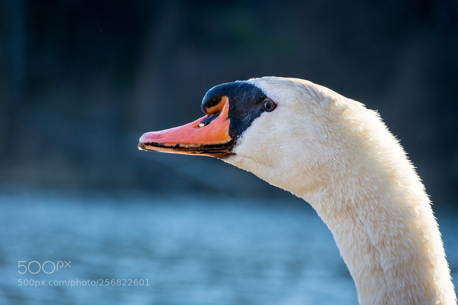 Nikon D7200 sample photo. Swan face photography
