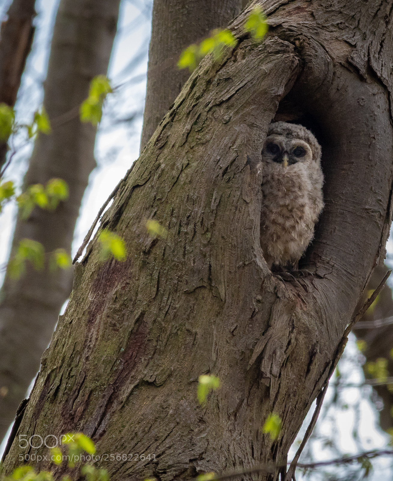 Canon EOS 7D Mark II sample photo. Barred owl in tree photography