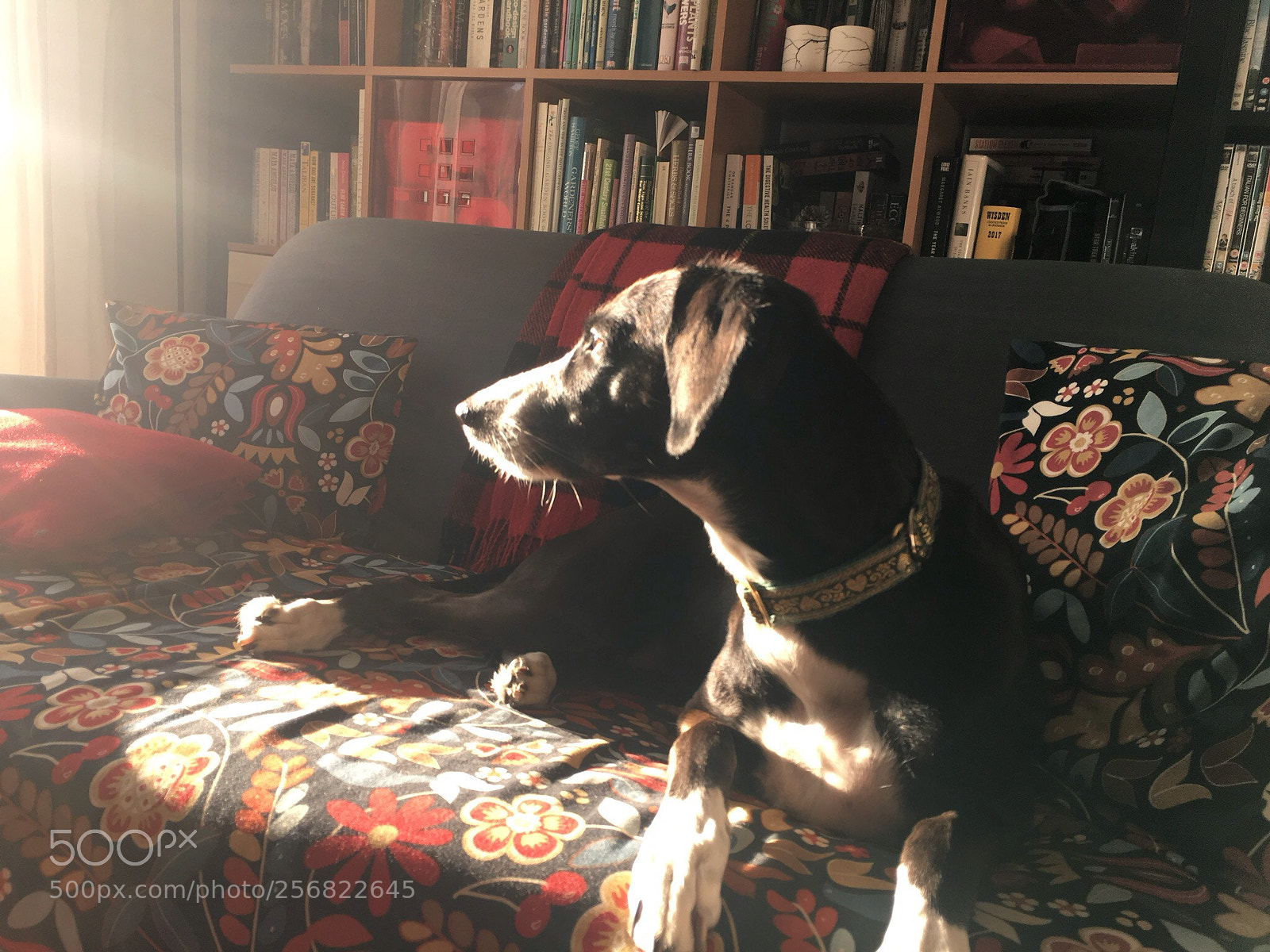 Apple iPhone 6s sample photo. Patsy in colour photography