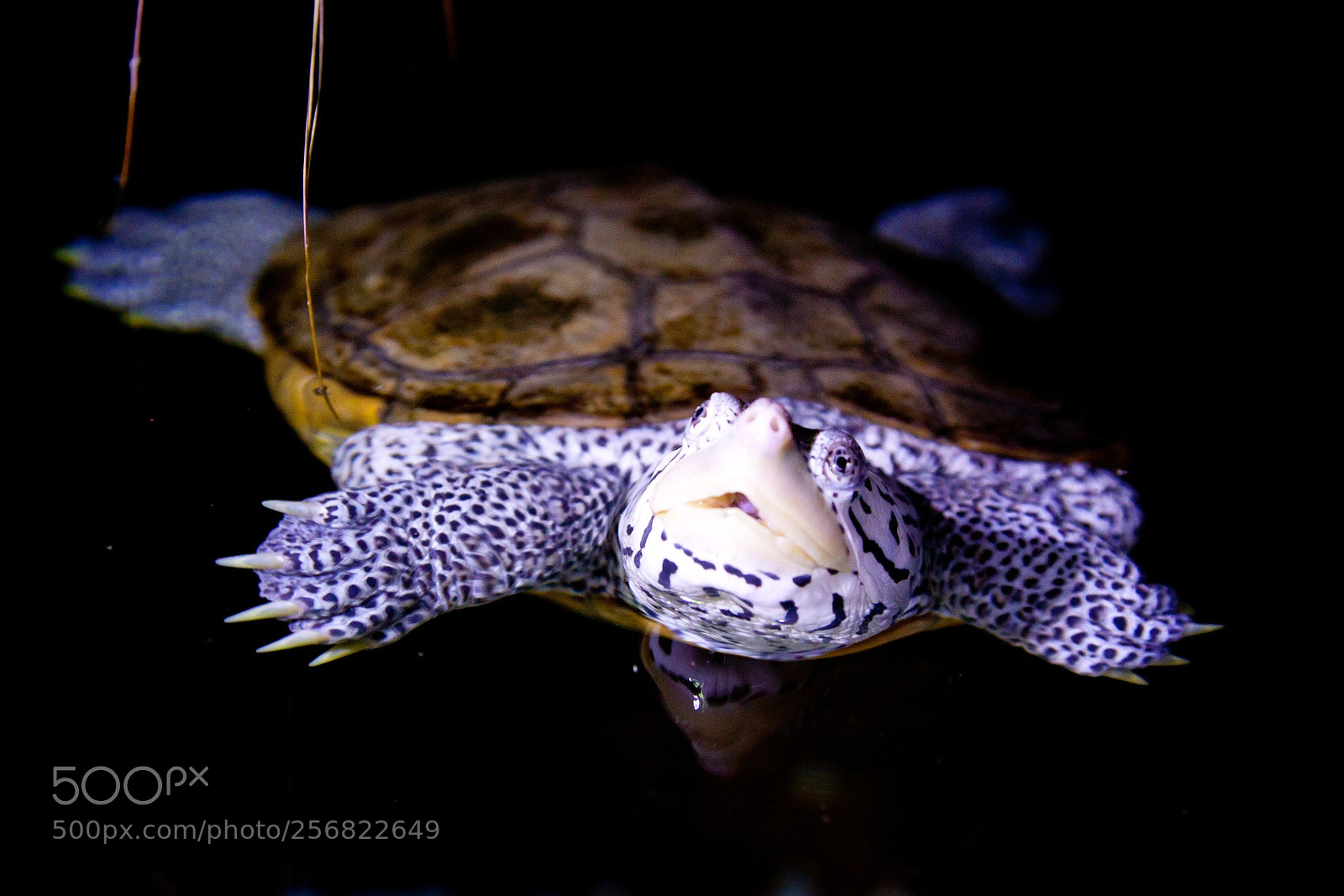 Canon EOS 50D sample photo. Curious turtle photography