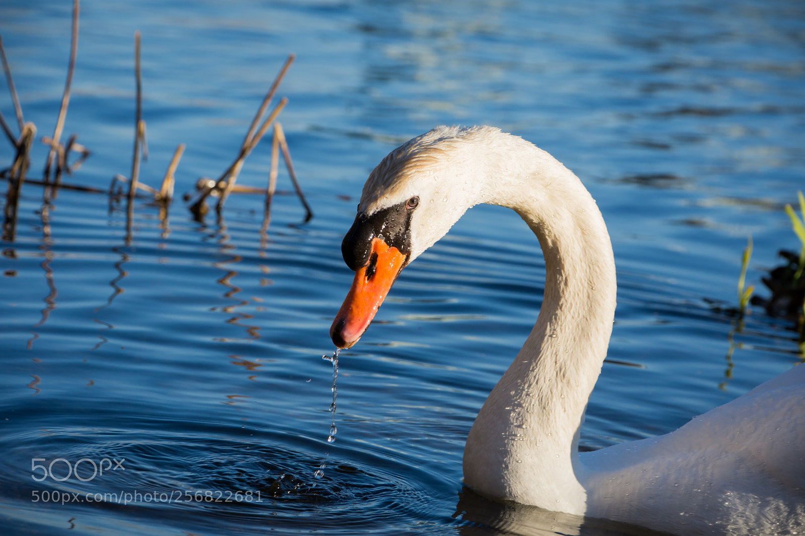 Nikon D7200 sample photo. Swan in the lake photography