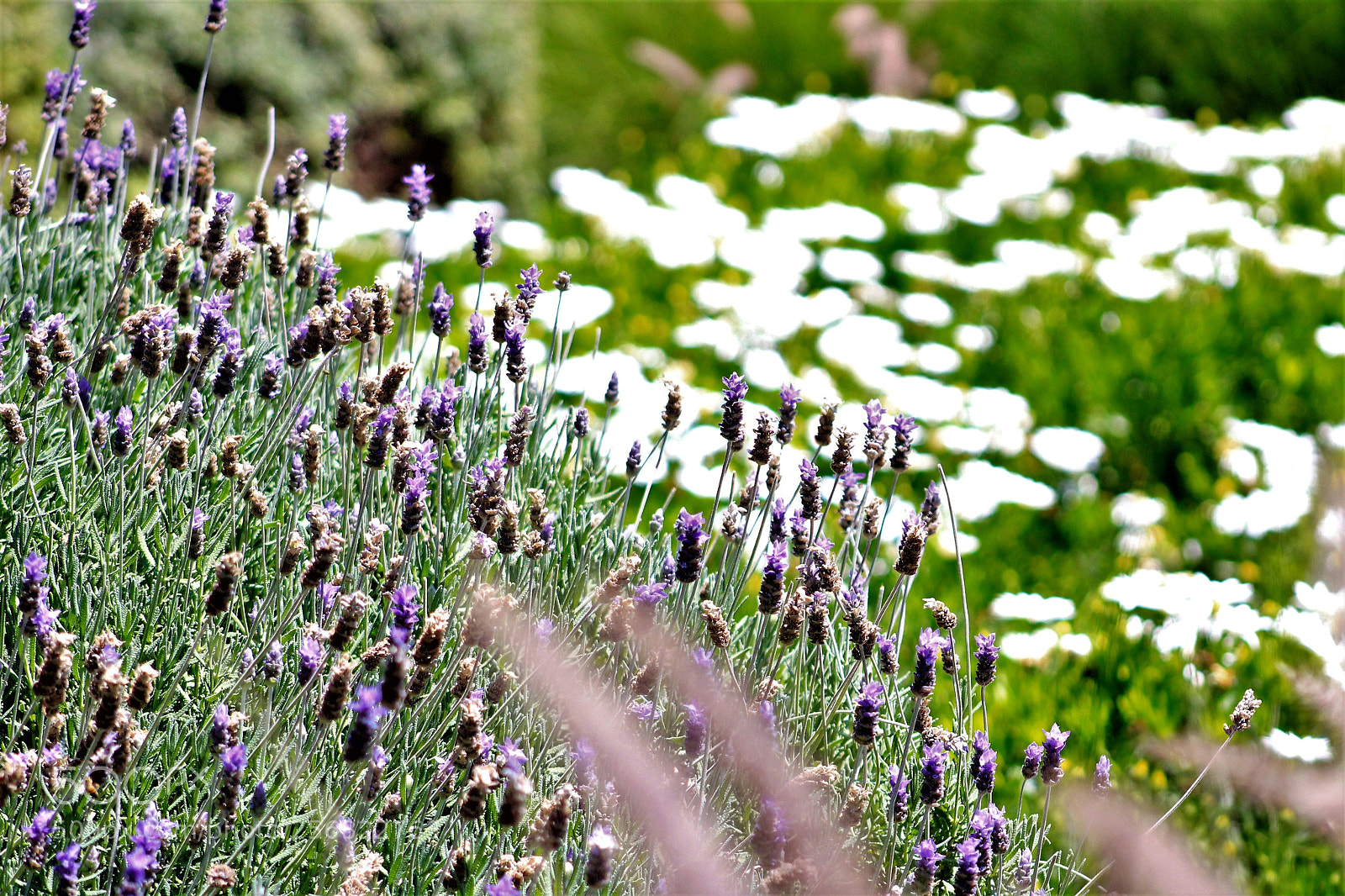 Canon EOS 1300D (EOS Rebel T6 / EOS Kiss X80) sample photo. Lavender flowers photography