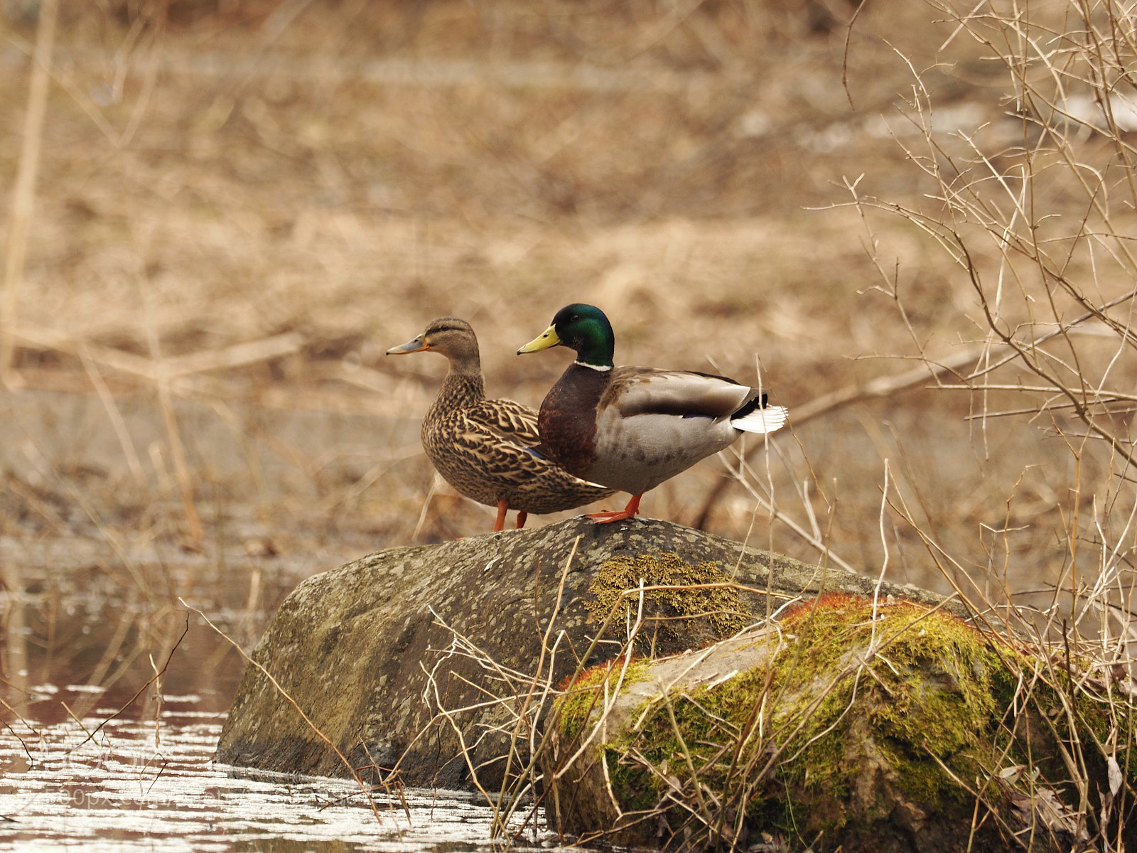 Olympus OM-D E-M5 II sample photo. The ducks photography