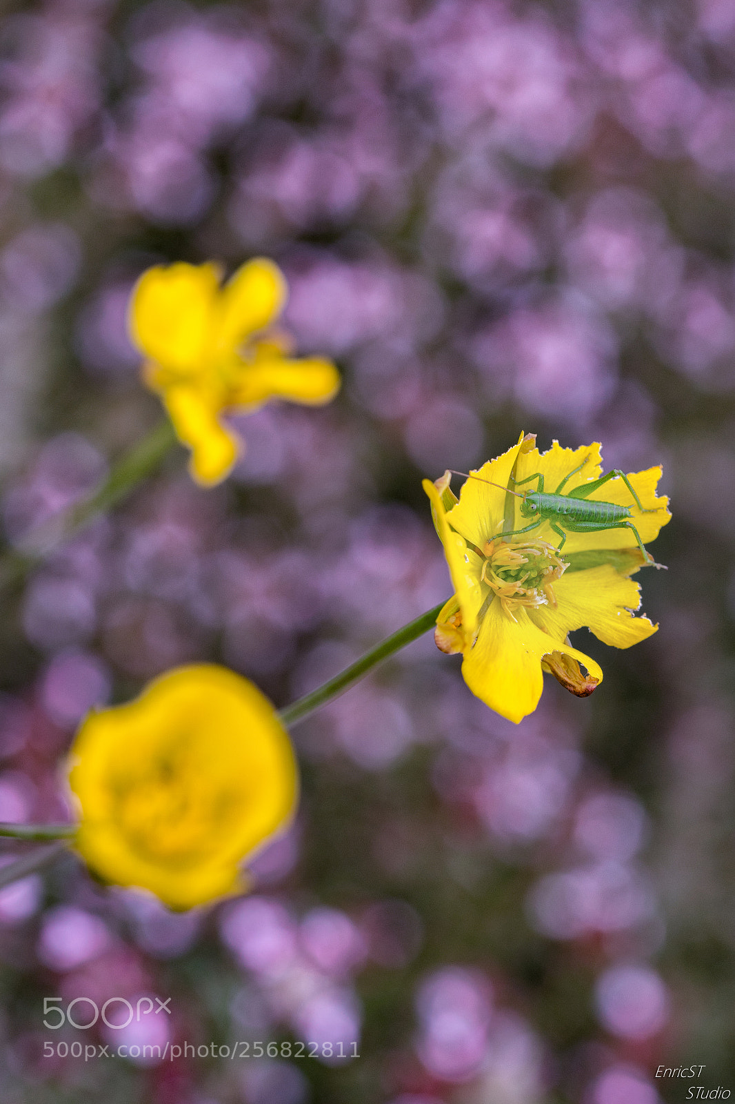 Sony a7 II sample photo. Living in a flower photography