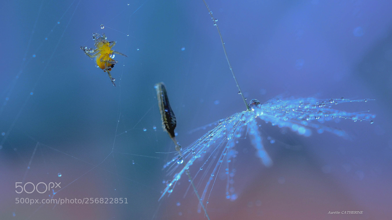 Nikon D5200 sample photo. Spider photography