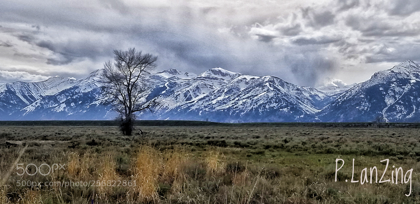 Samsung Galaxy S8+ sample photo. Lone tree plain, grand photography