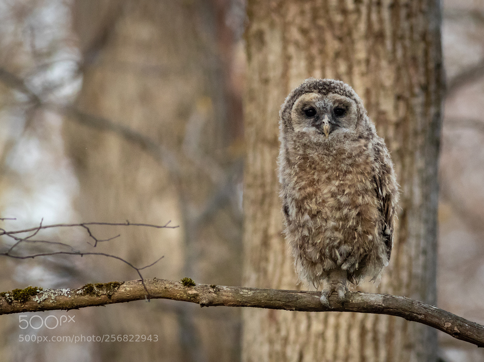 Canon EOS 7D Mark II sample photo. Barred owl fledgling #2 photography