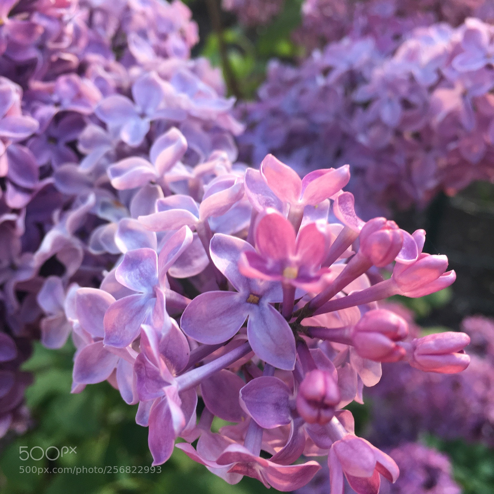 Apple iPhone 6s sample photo. Lilac photography