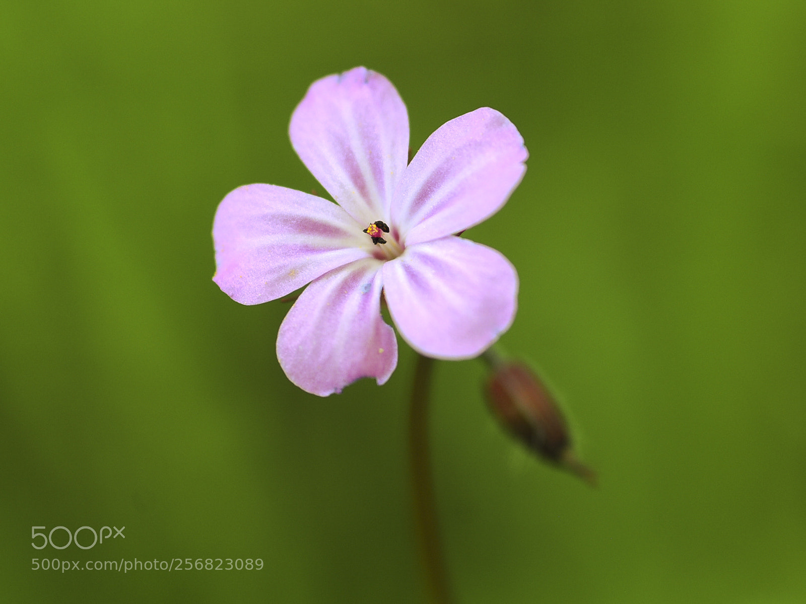 Nikon D300S sample photo. Geranium robertianum photography