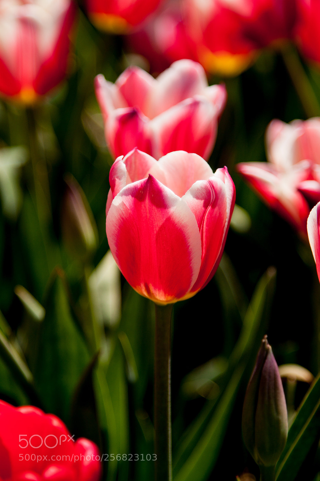 Canon EOS 50D sample photo. Red tulip photography