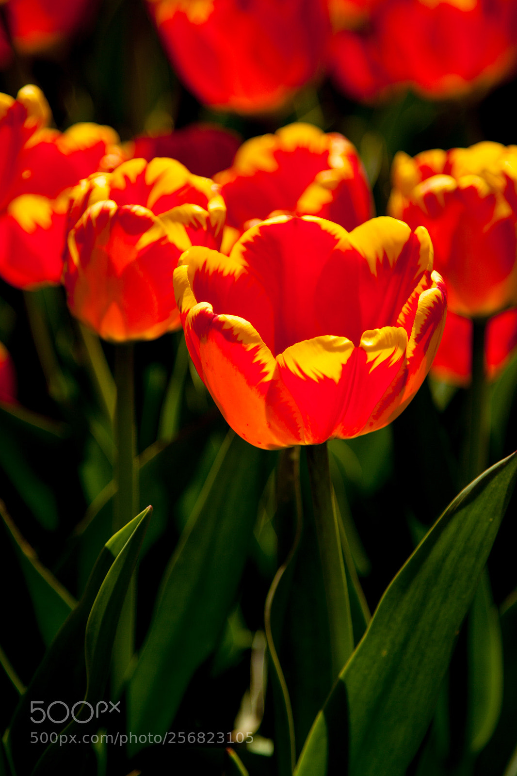 Canon EOS 50D sample photo. Red tulip photography