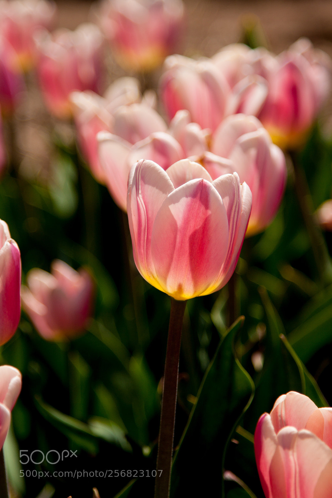 Canon EOS 50D sample photo. Pink tulip photography