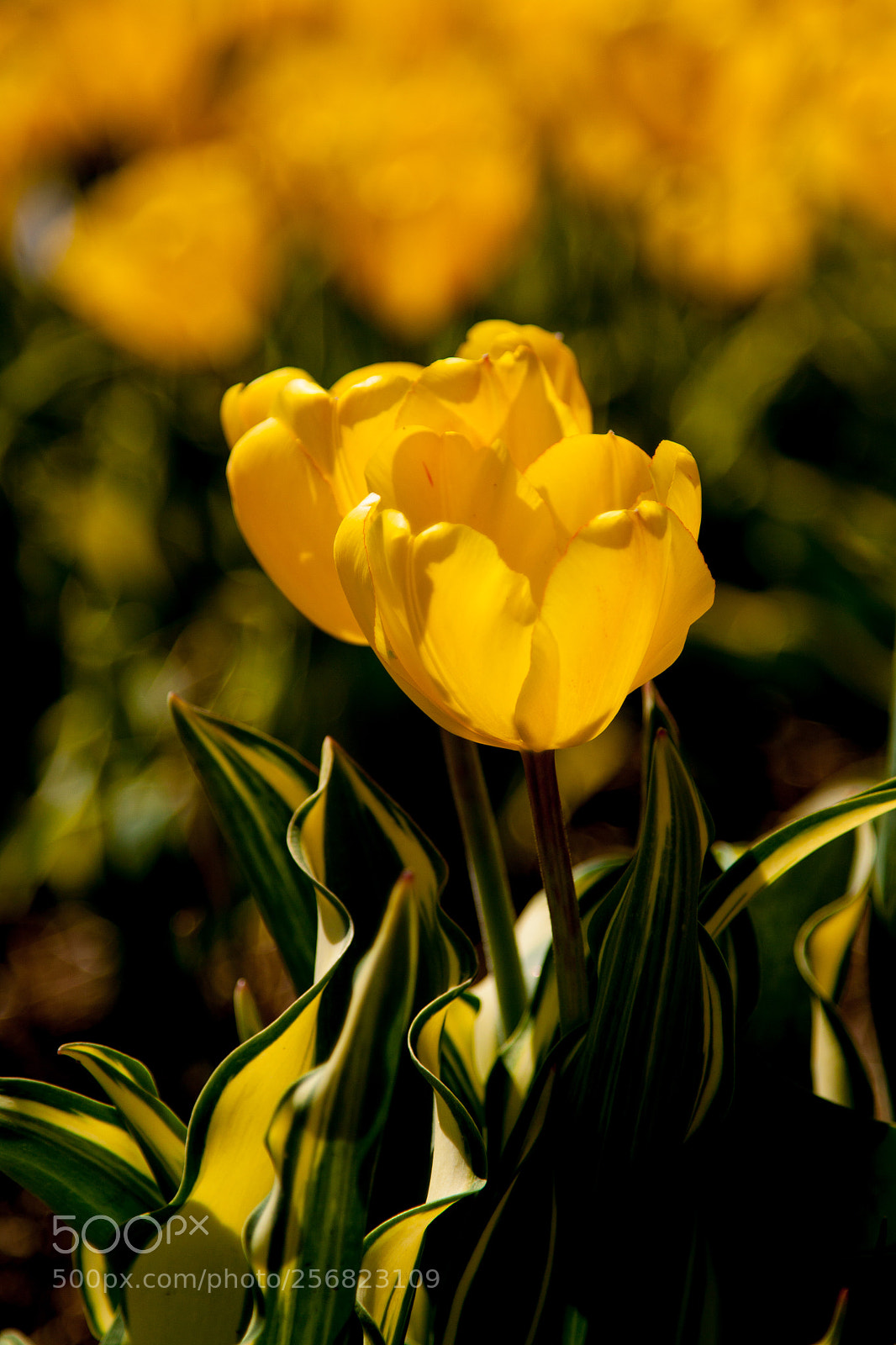 Canon EOS 50D sample photo. Yellow tulip photography