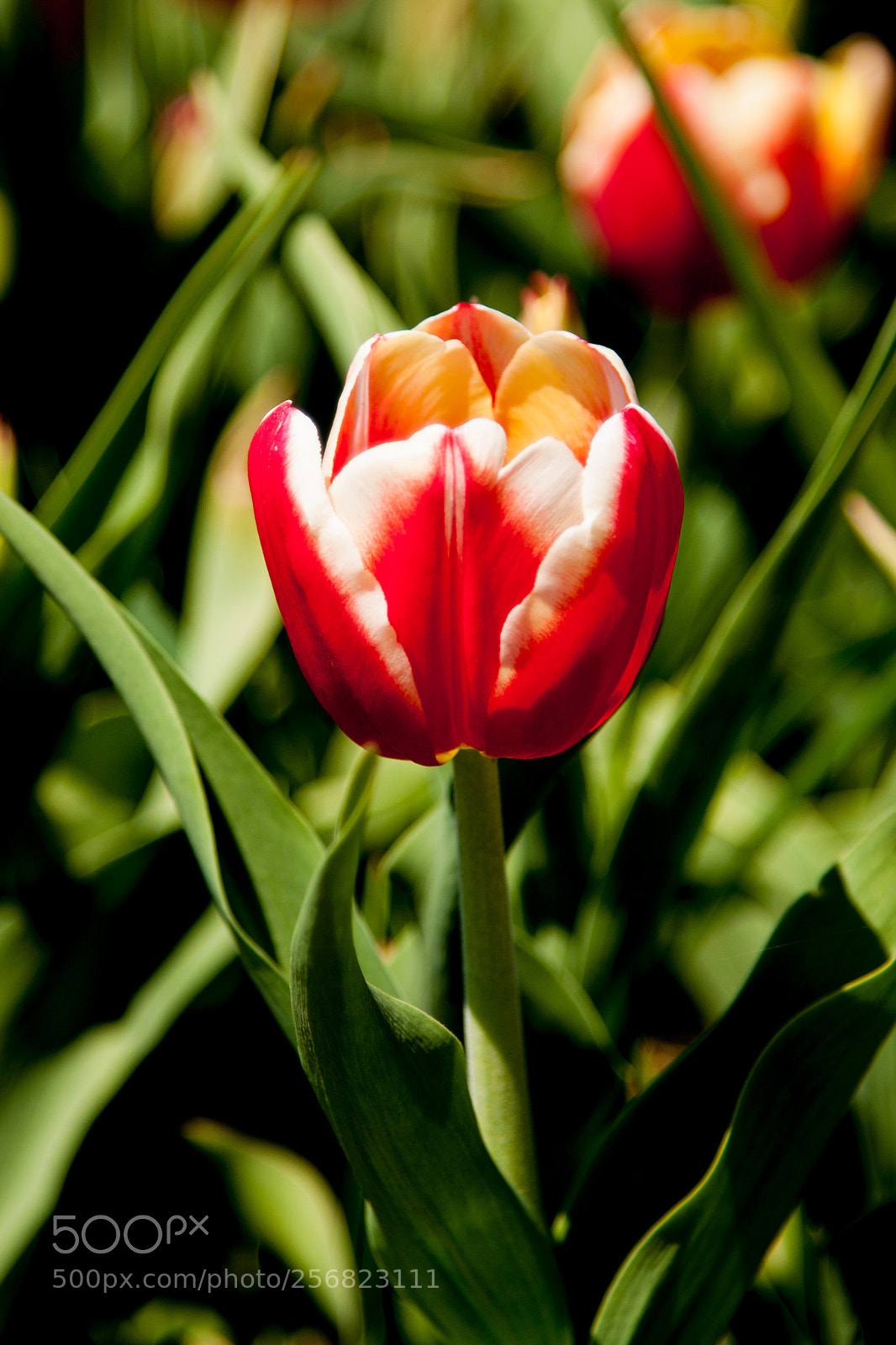 Canon EOS 50D sample photo. Victory tulip photography