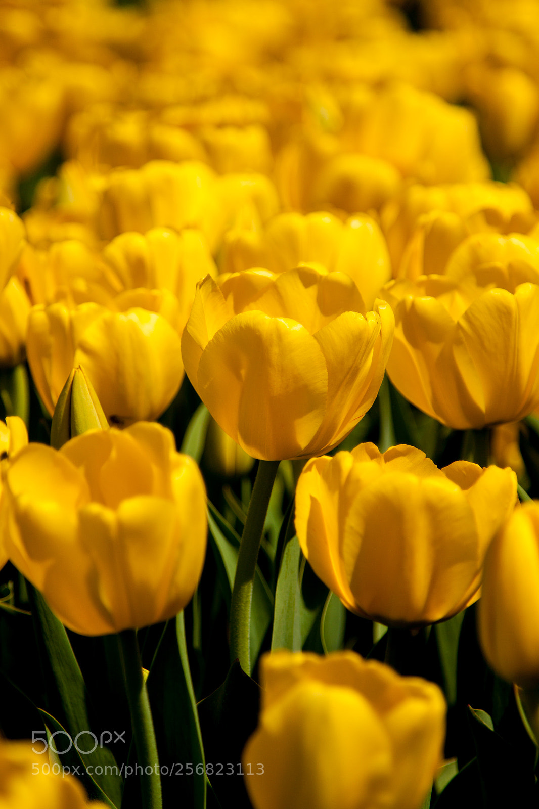 Canon EOS 50D sample photo. Golden tulip photography
