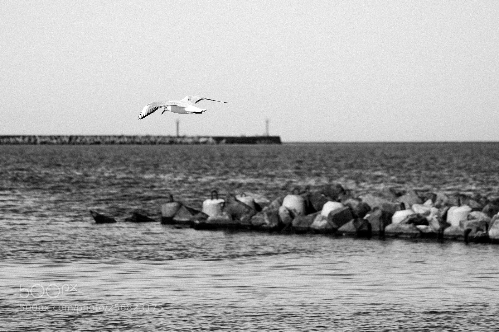 Nikon D7100 sample photo. Steven seagull :) photography