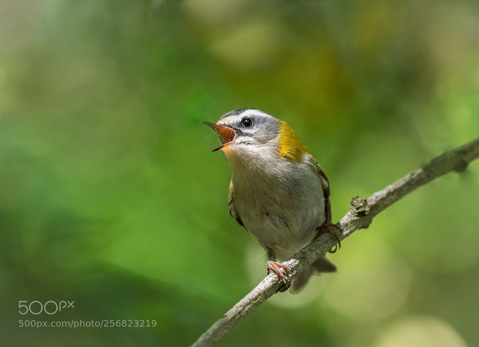 Nikon D500 sample photo. Firecrest photography