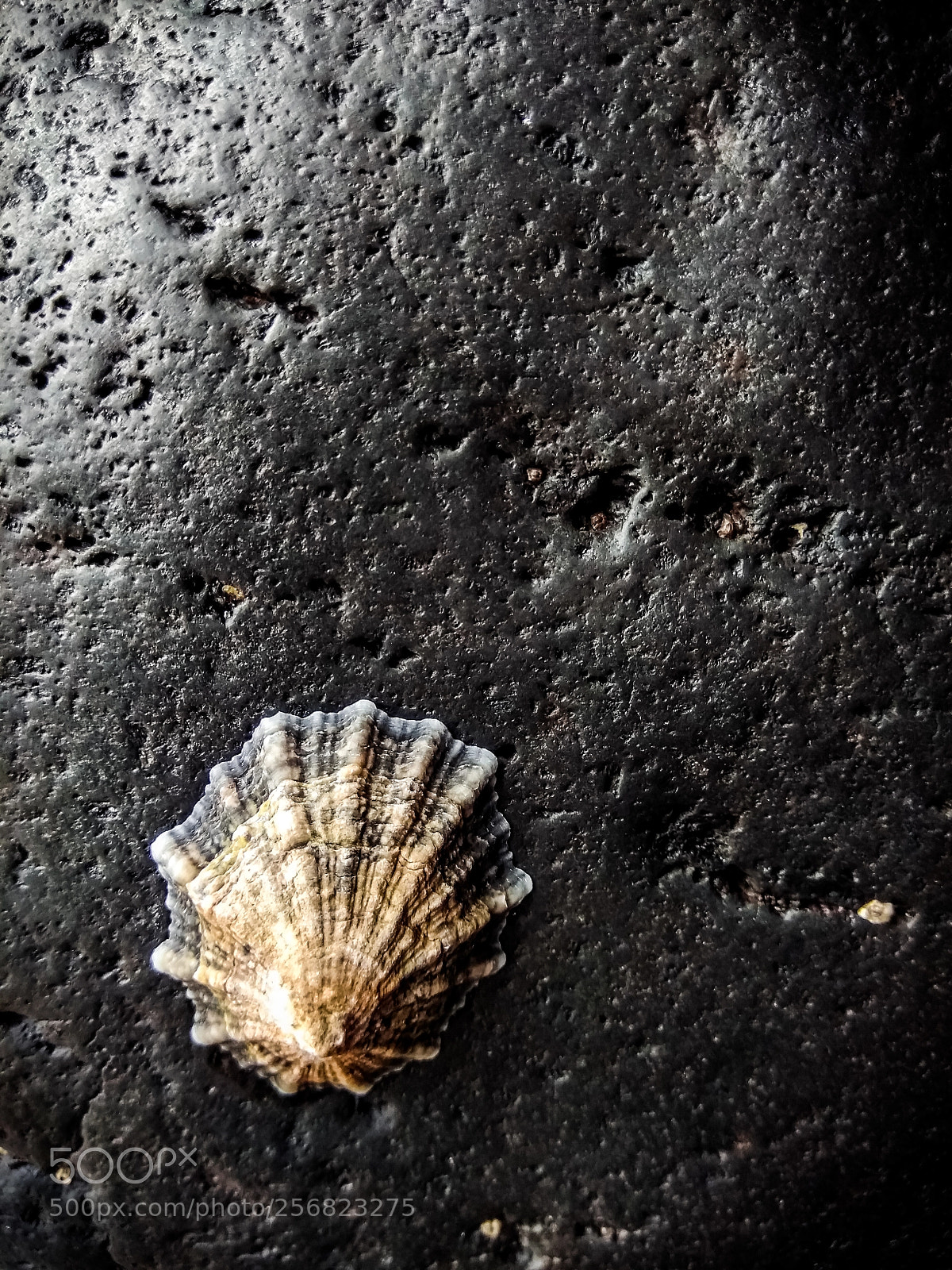 Xiaomi Redmi Note 4 sample photo. Limpet photography