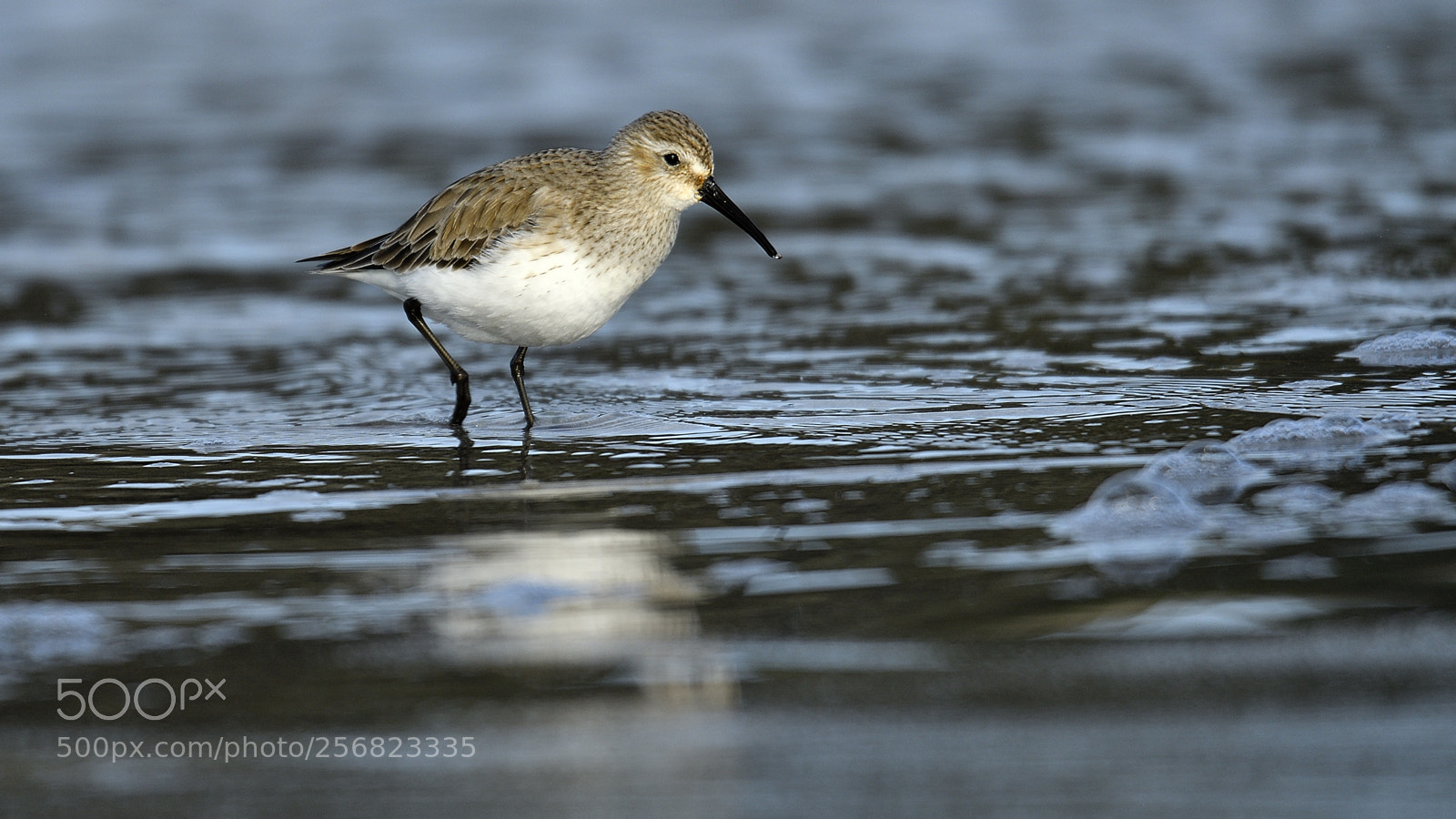 Nikon D500 sample photo. Sanderling am strand photography