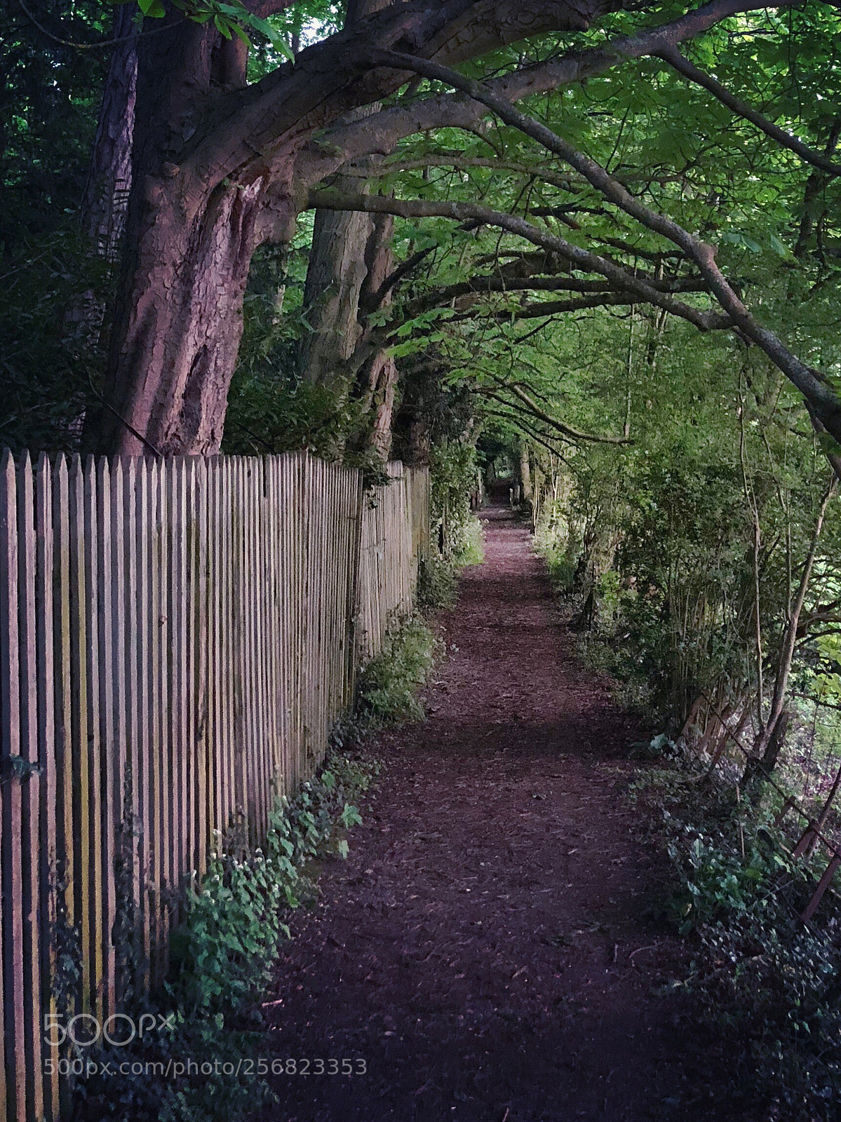 Apple iPhone X sample photo. Walking through the woodland photography
