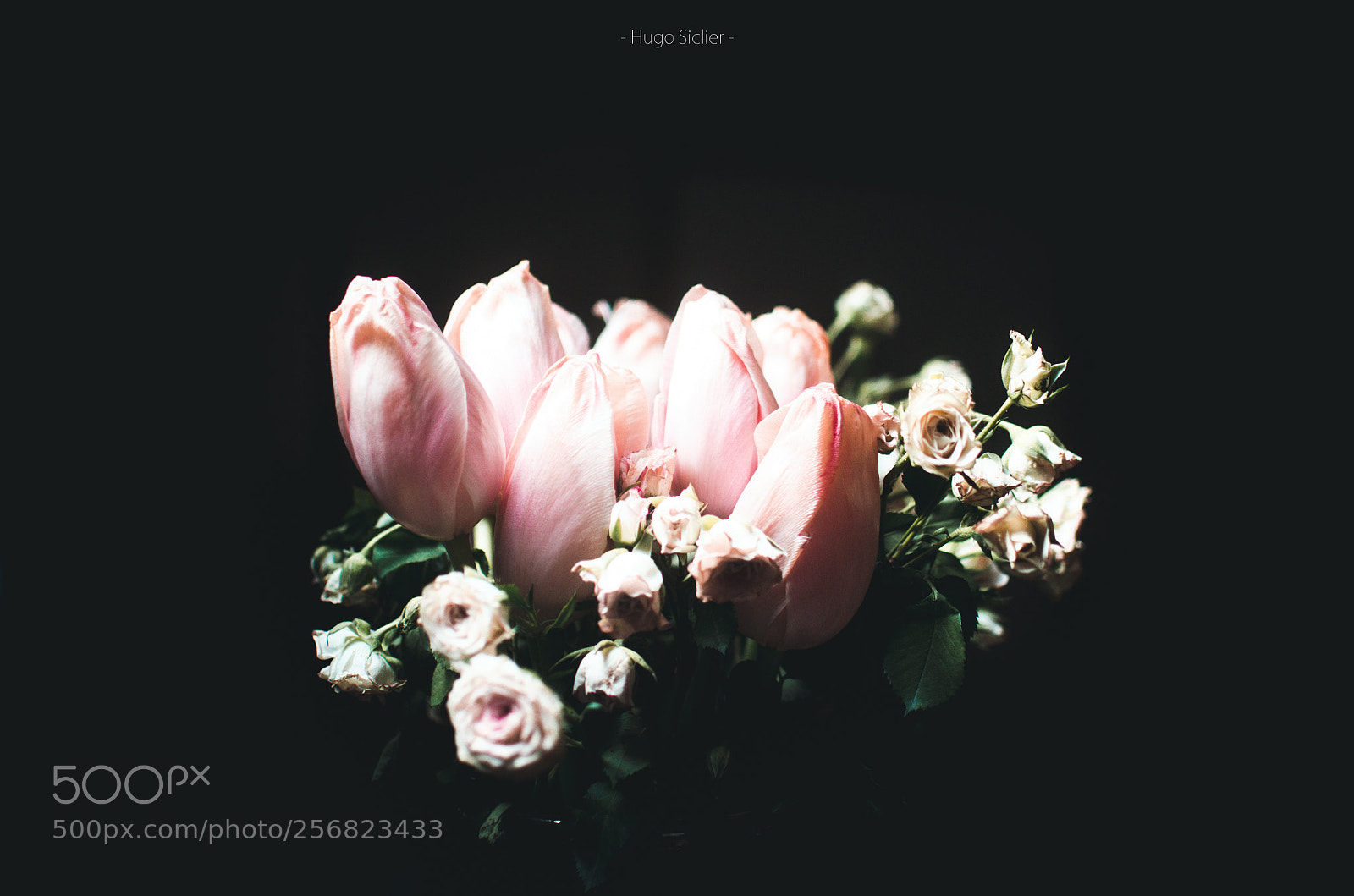 Nikon D5100 sample photo. Rose flower photography