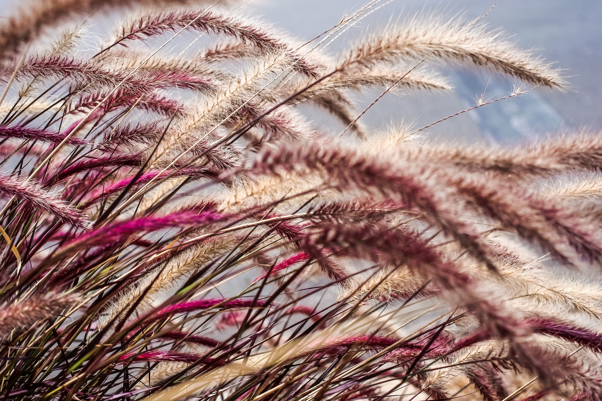 Ricoh GXR A12 sample photo. Sunlit closeup photography