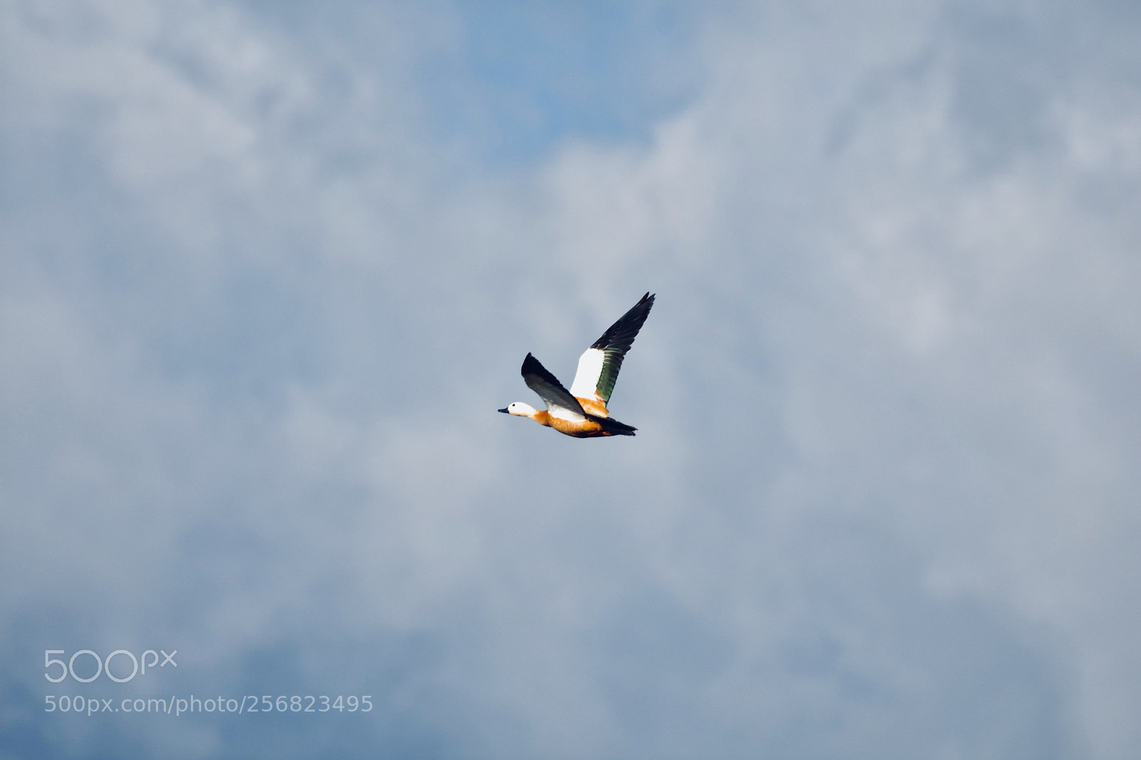Nikon D7200 sample photo. Fly photography
