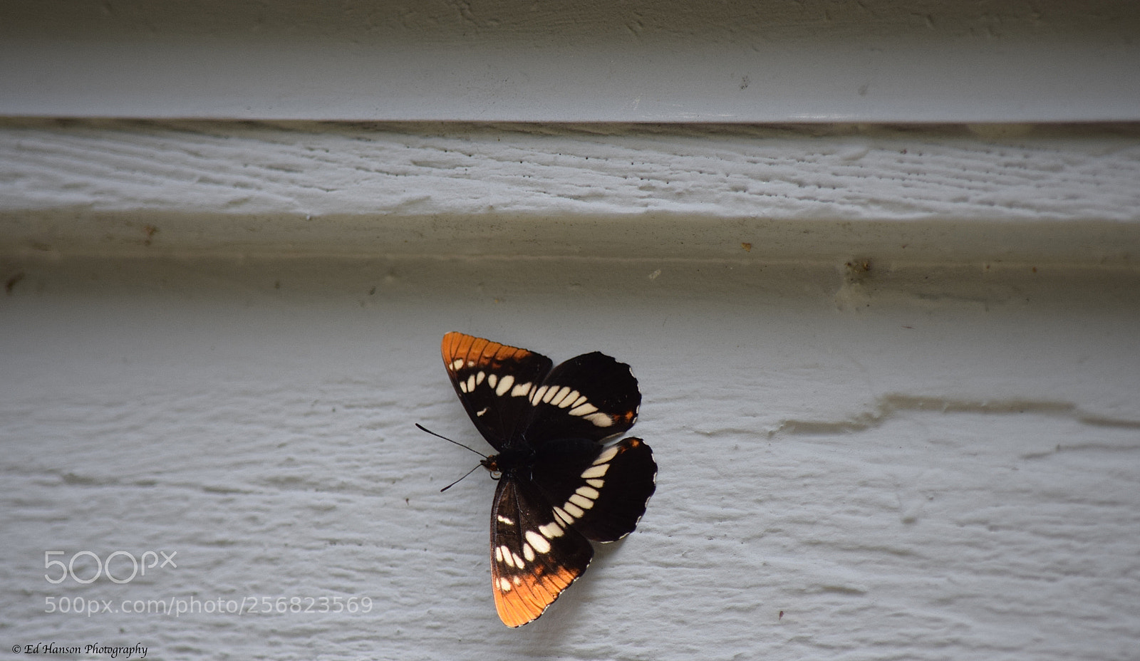 Nikon D3300 sample photo. Butterfly on the garage photography
