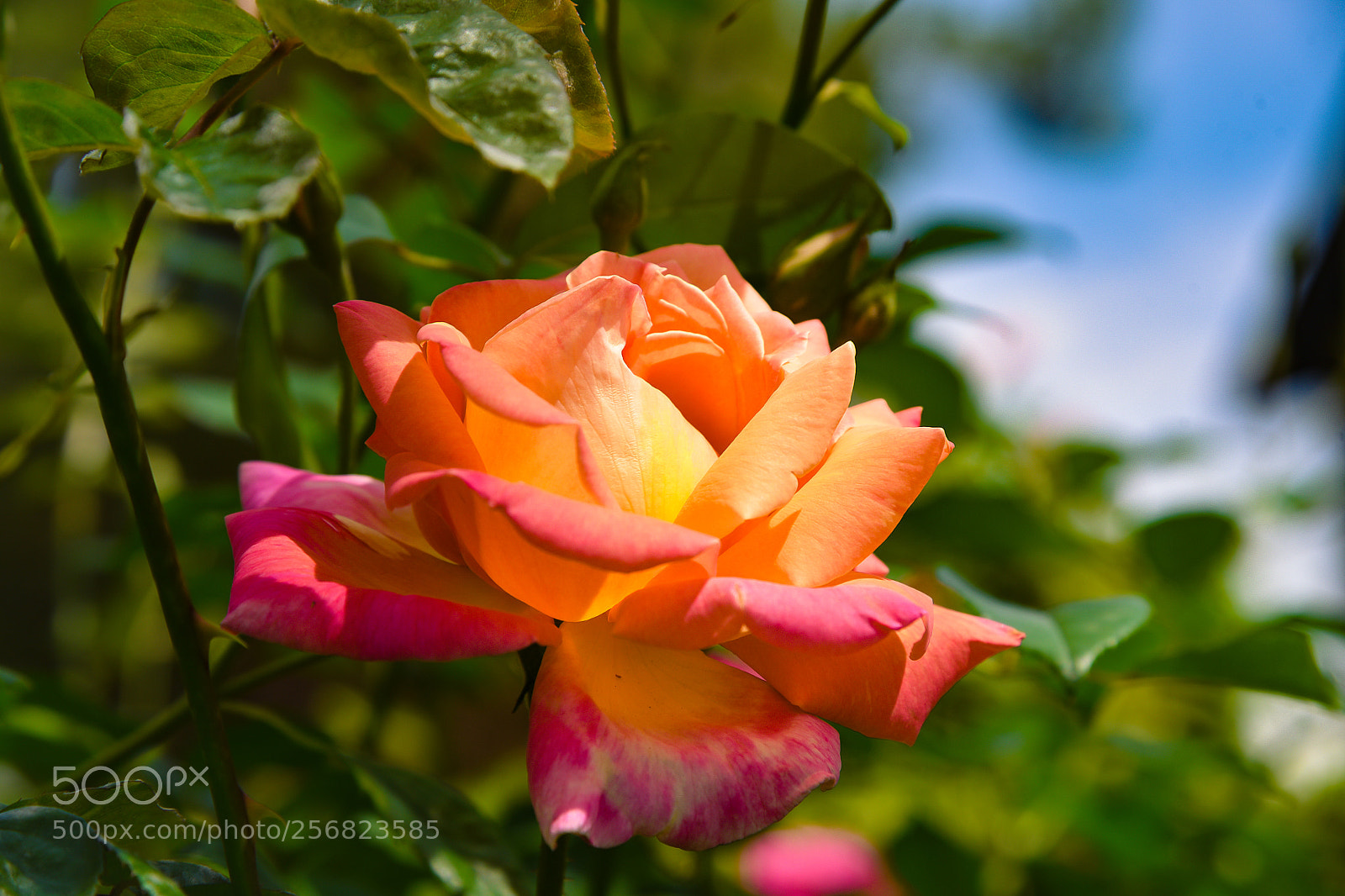 Nikon D750 sample photo. Who taught the rose photography