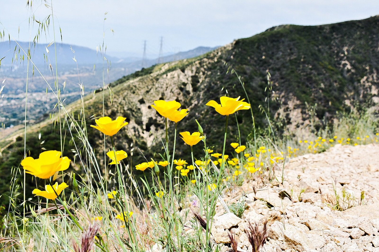 Nikon D3400 sample photo. Living on the edge  photography