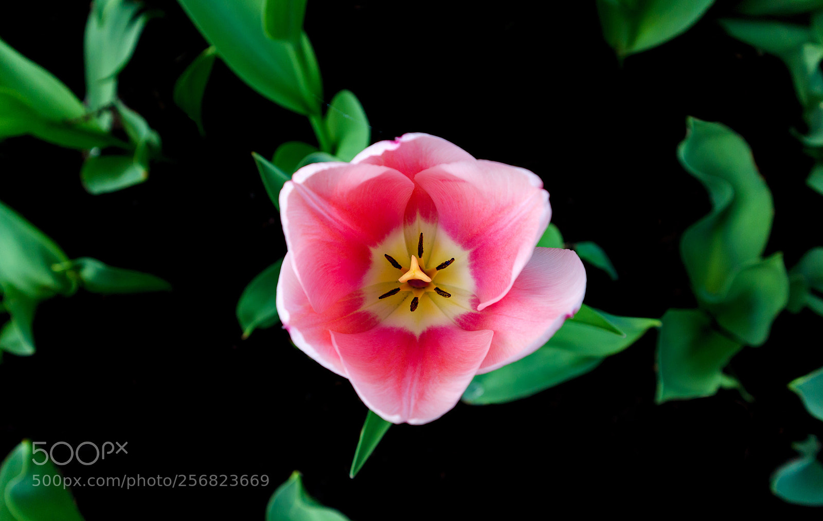 Canon EOS M10 sample photo. Flower and leaves  photography