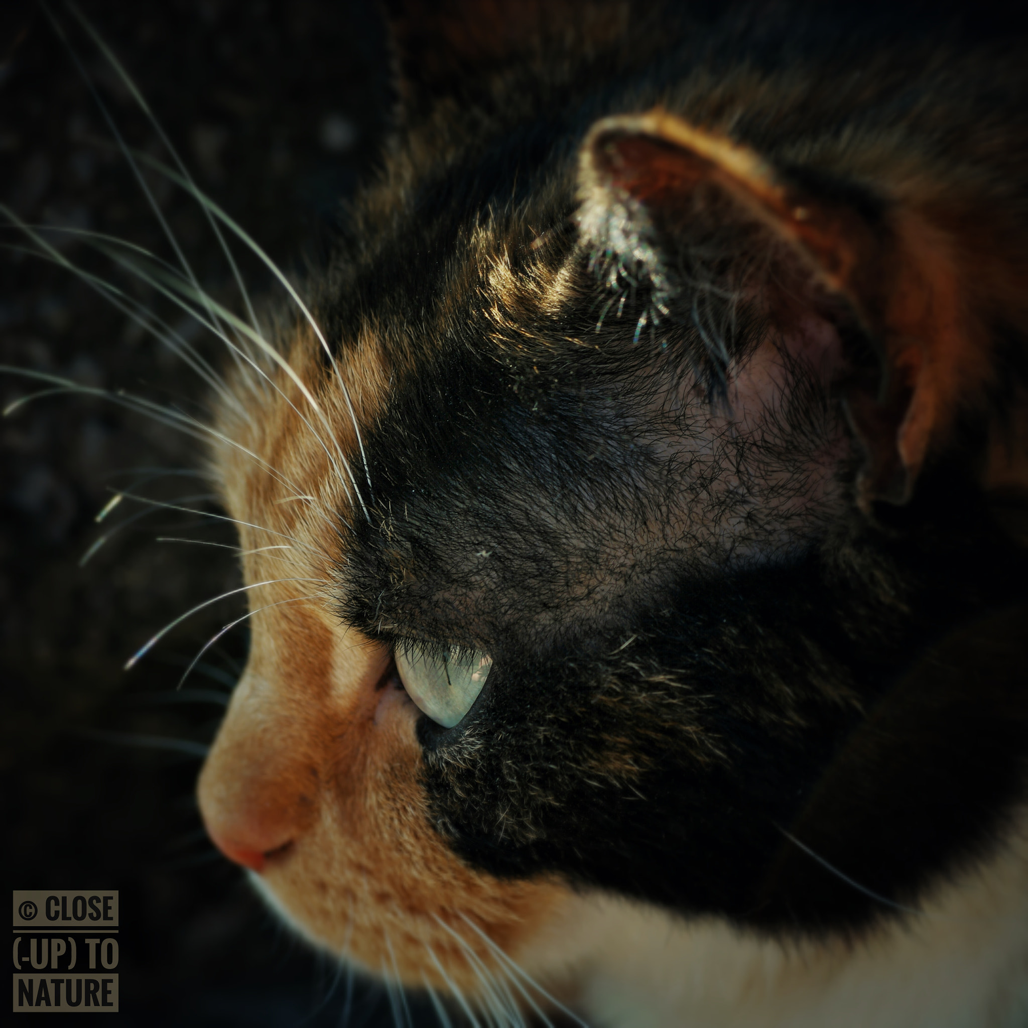 Samsung NX500 sample photo. Cat photography