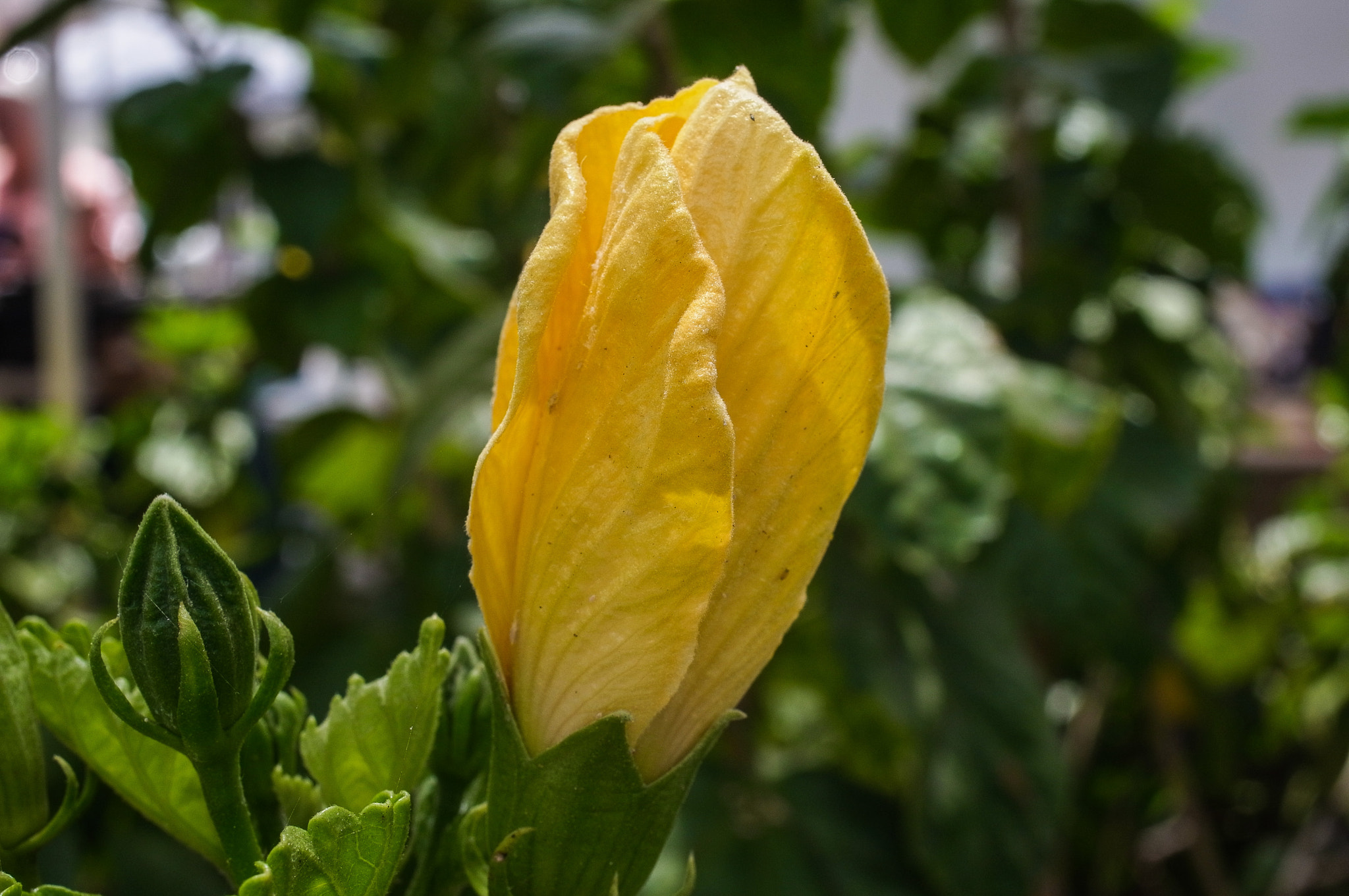 Ricoh GXR A12 sample photo. One bloom photography