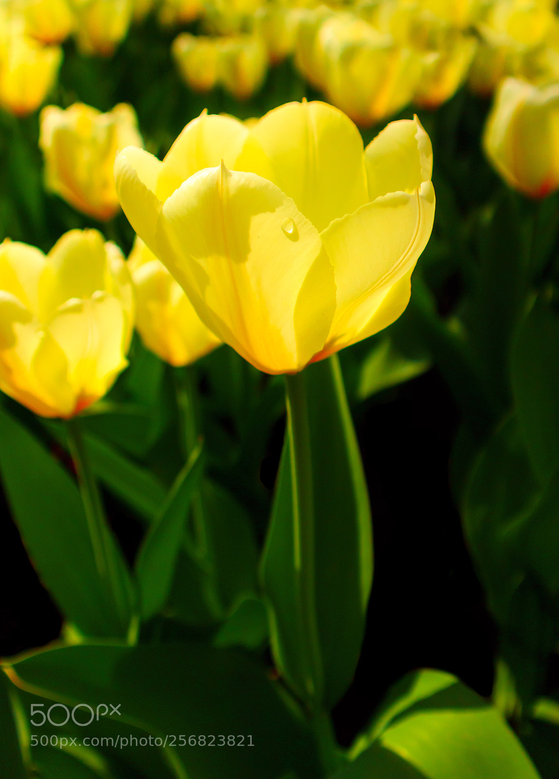 Canon EOS M10 sample photo. Flower  photography