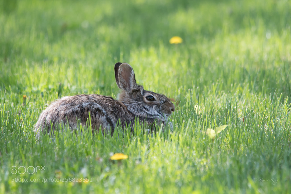 Nikon D500 sample photo. Springtime photography