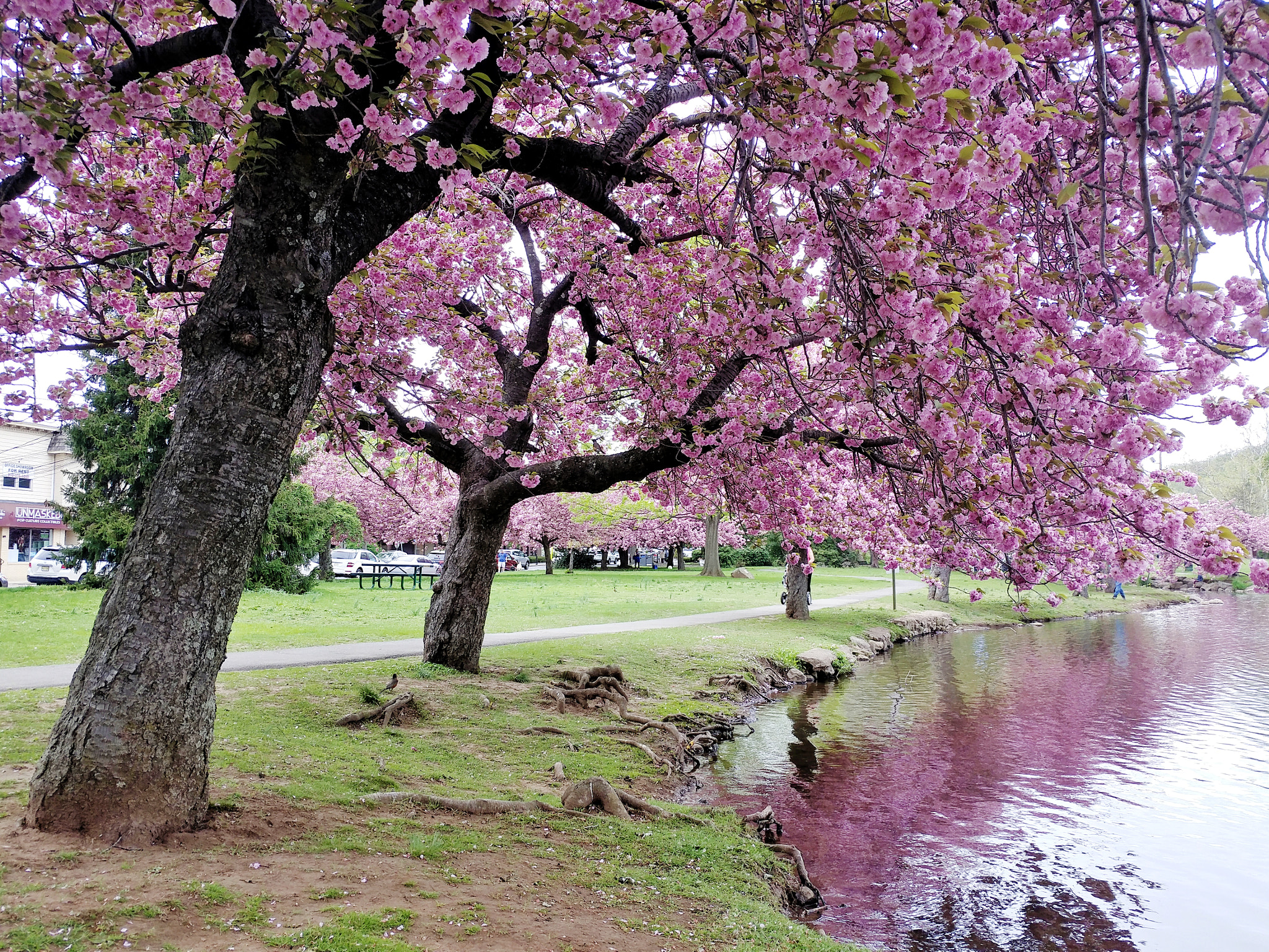 LG V20 sample photo. Cherry blossom, millburn, nj photography