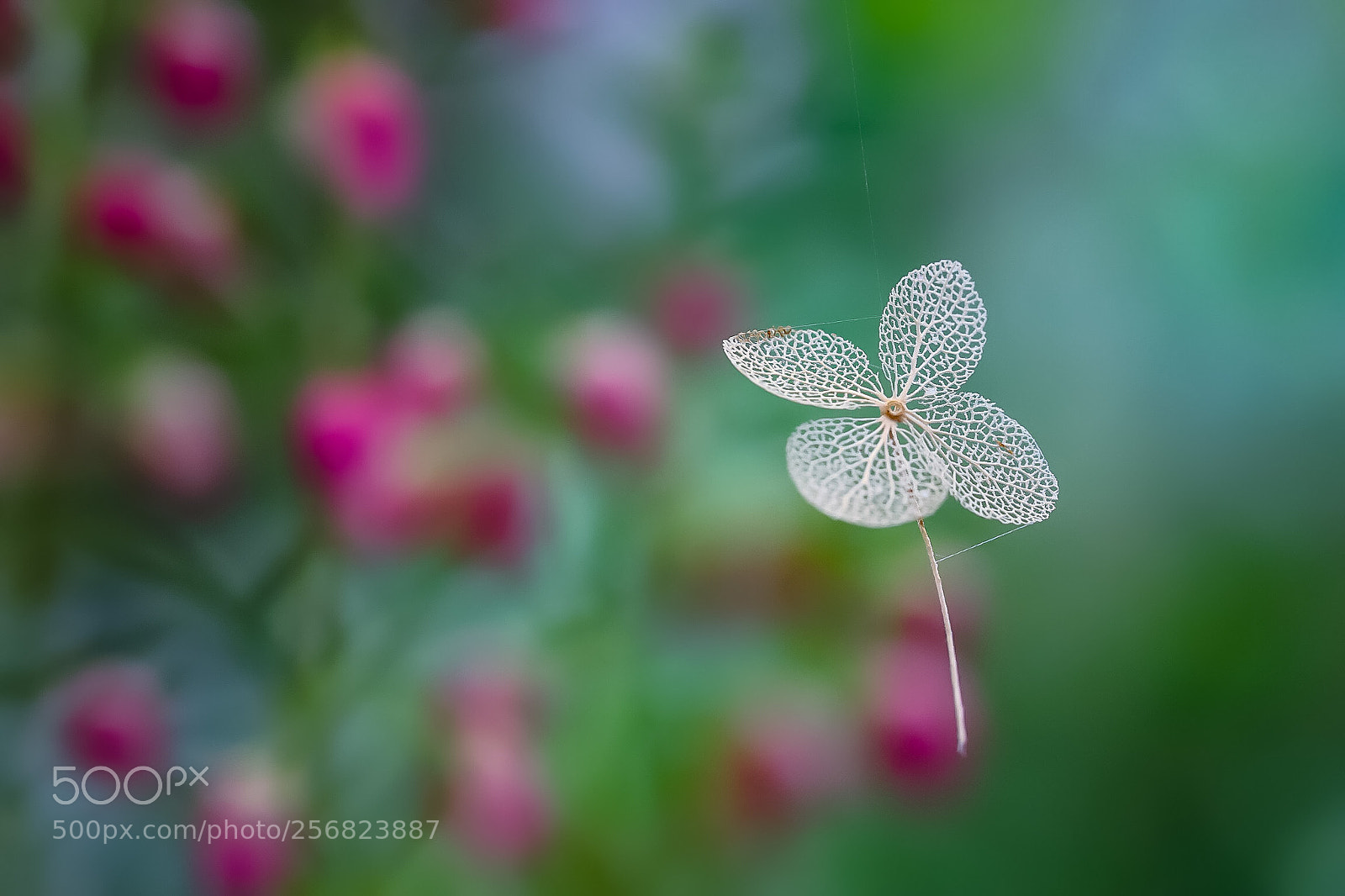 Canon EOS 6D Mark II sample photo. Butterflies admire spiderman photography