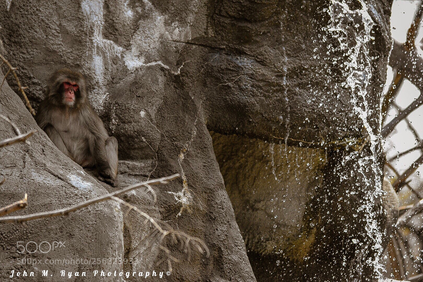 Nikon D3400 sample photo. Snow monkey photography
