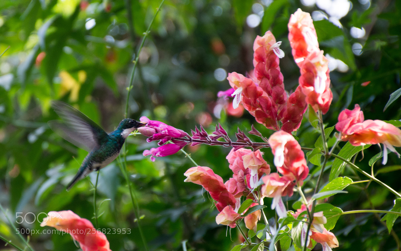 Nikon D7100 sample photo. White-throated hummingbird (leucochloris albicollis) photography