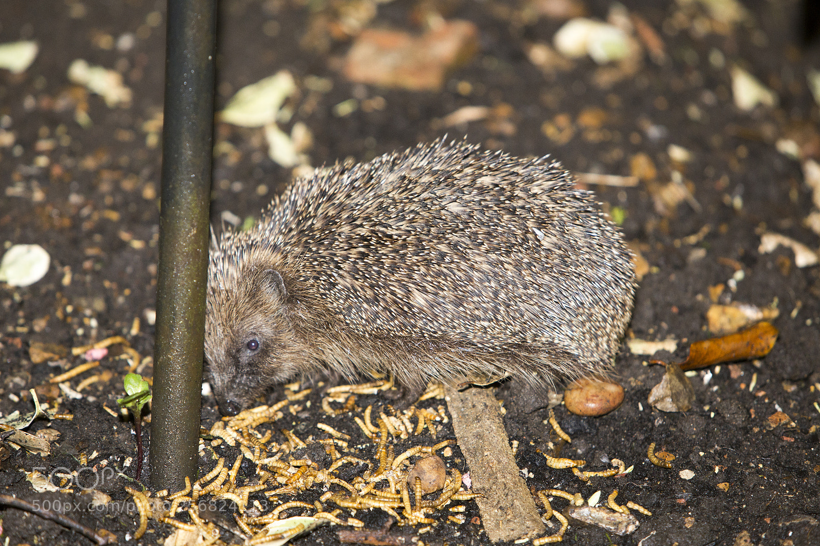 Canon EOS 6D sample photo. Hedgehog photography