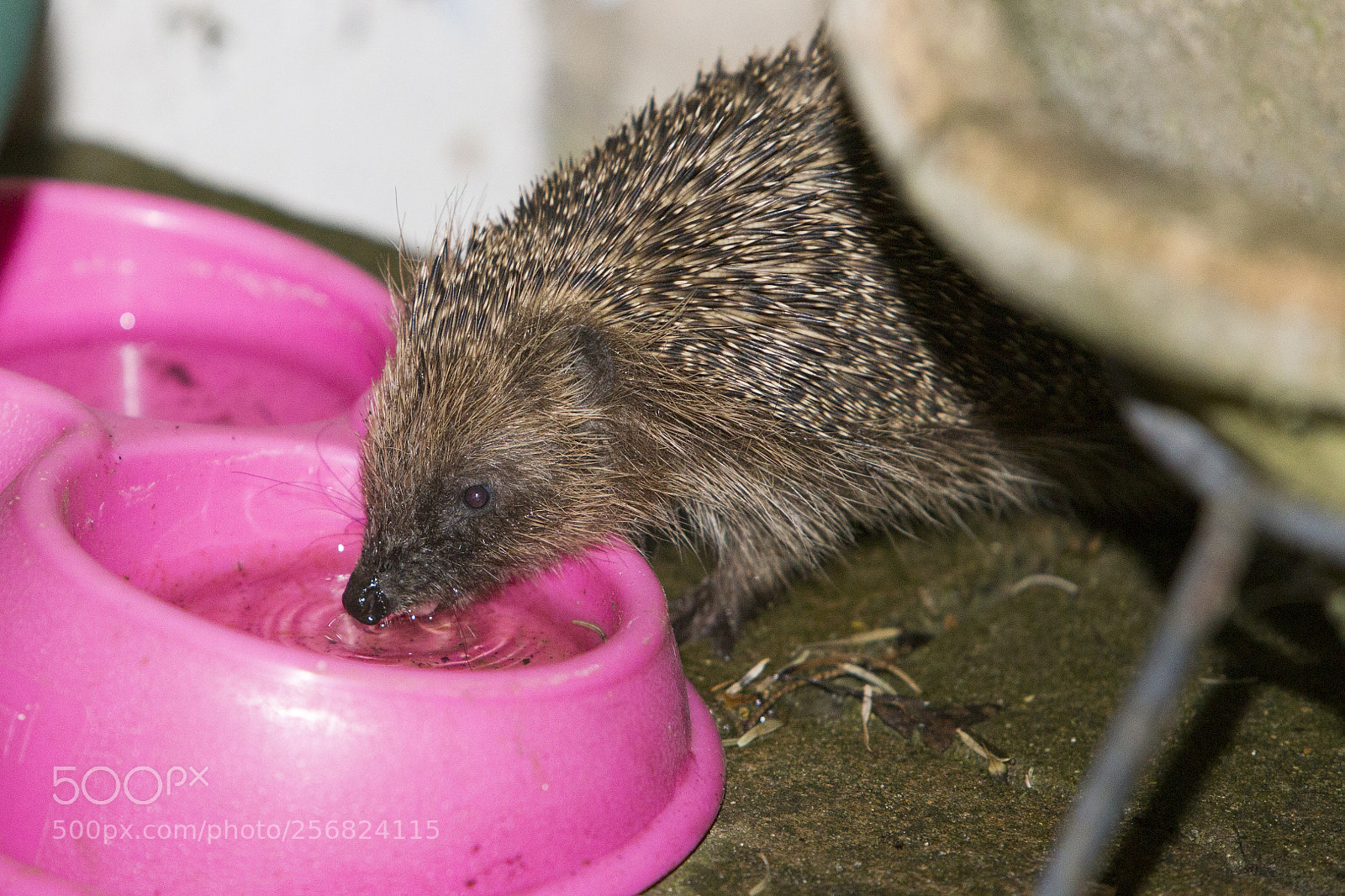 Canon EOS 6D sample photo. Thirsty hedgehog photography