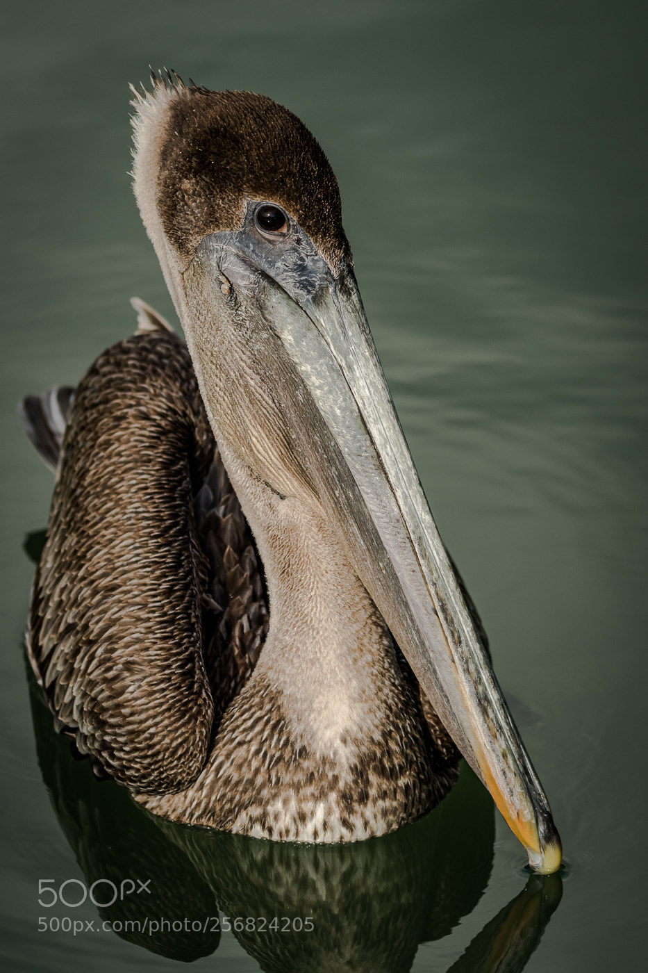 Nikon D500 sample photo. Juvenile brown pelican photography