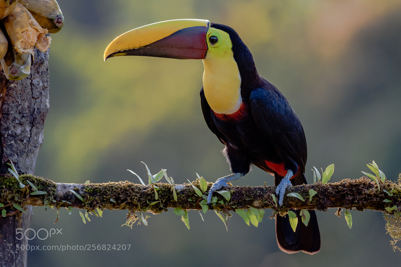 Nikon D810 sample photo. Chestnut-mandibled toucan photography
