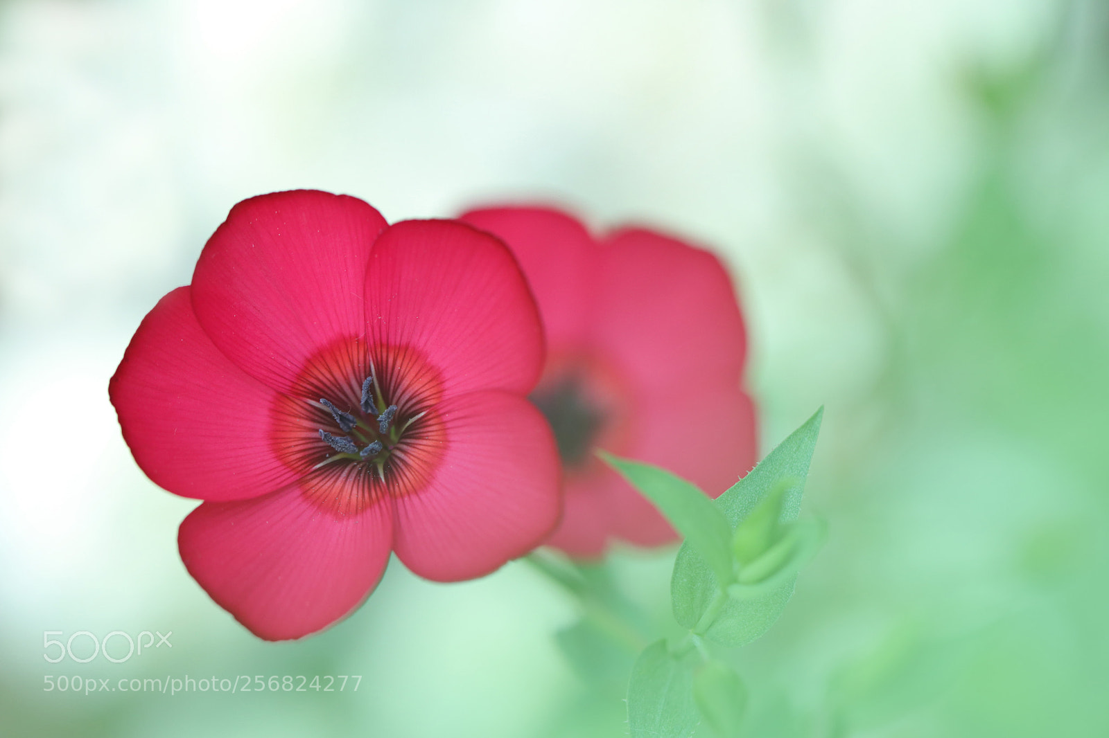 Canon EOS 80D sample photo. Untitled photography