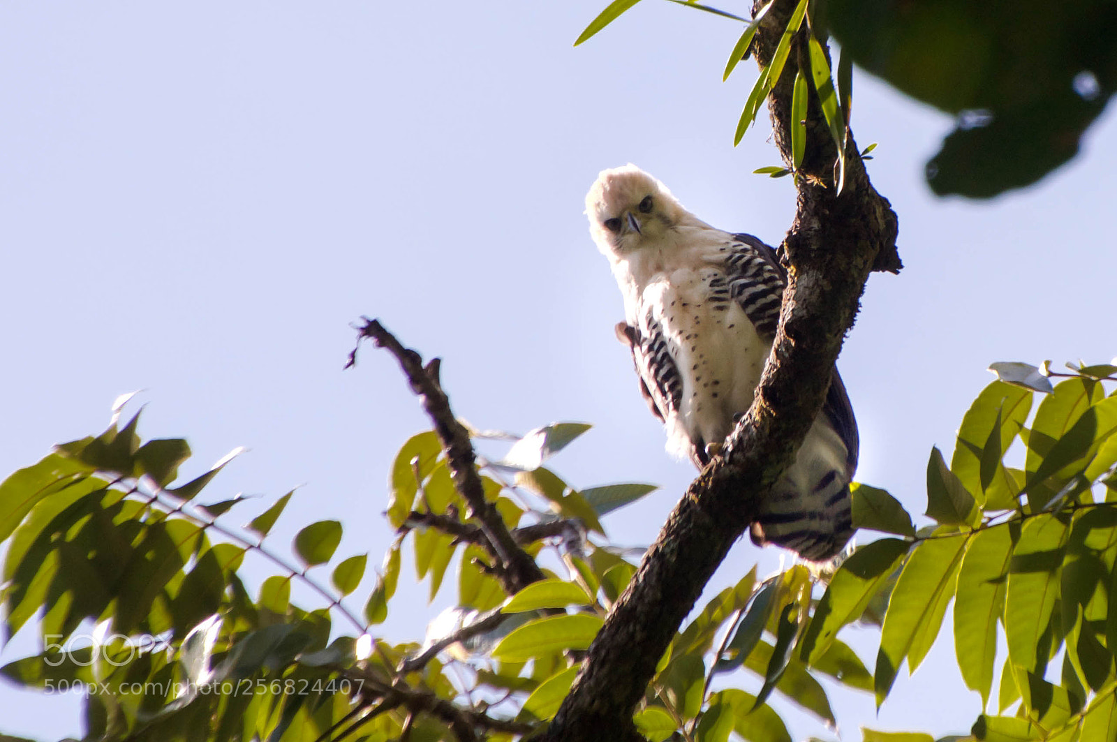 Nikon D90 sample photo. Juvenile ornate hawk-eagle photography