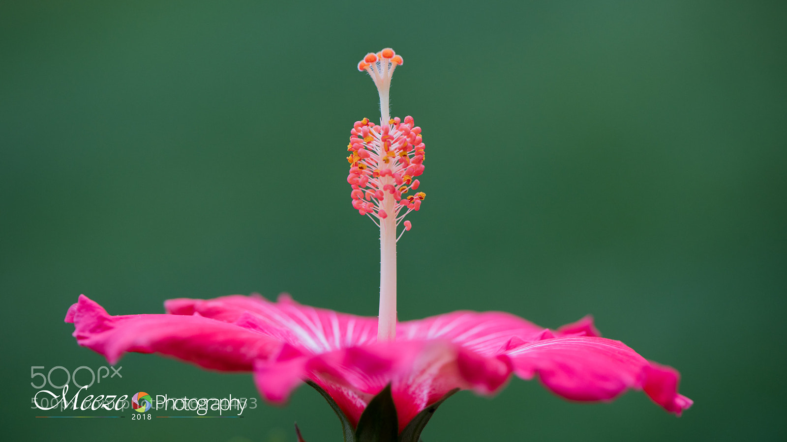 Nikon D750 sample photo. Hibiscus photography