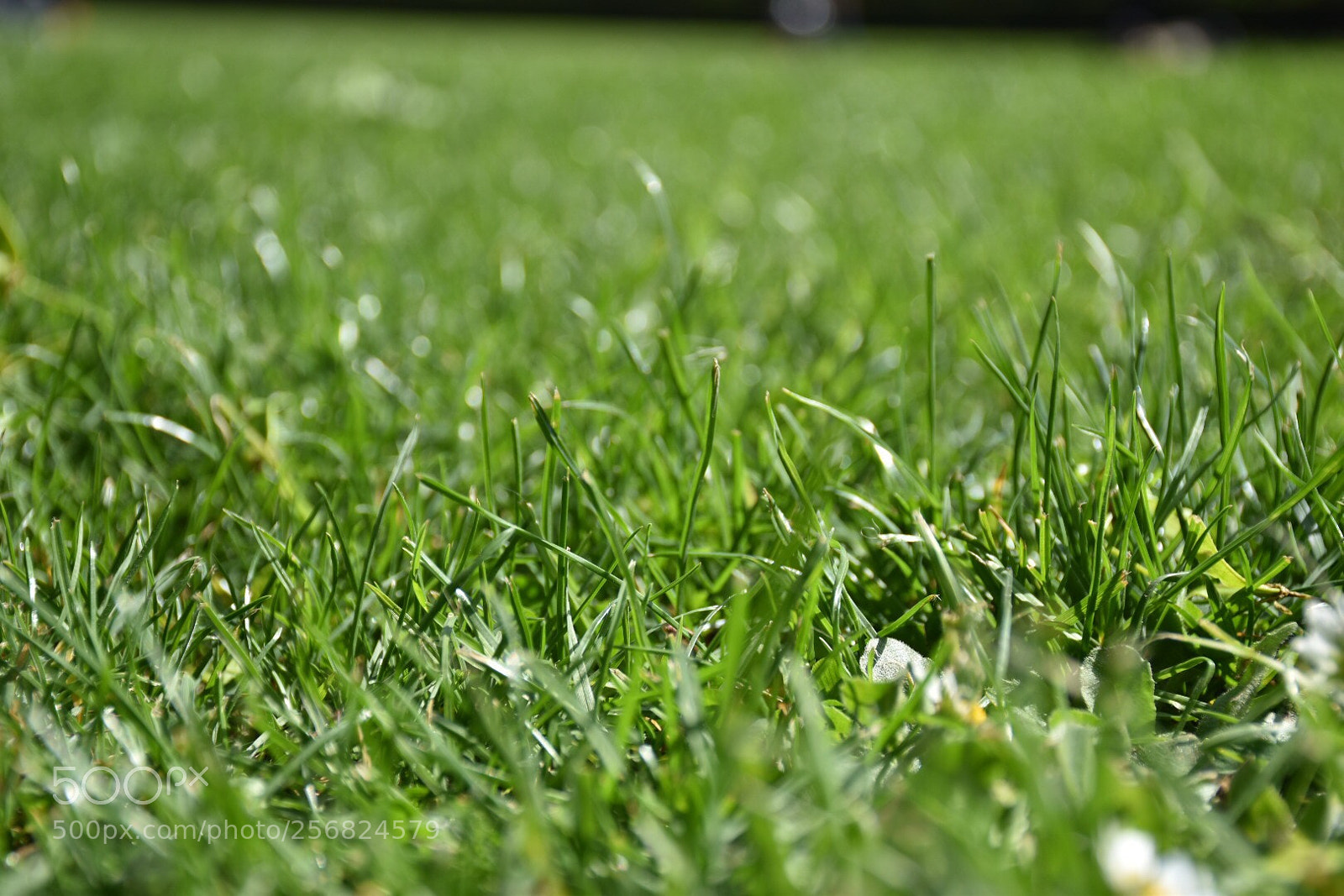 Nikon D5500 sample photo. Herbe.  photography