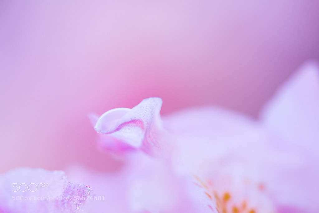 Olympus OM-D E-M10 II sample photo. ° floral curves ° photography