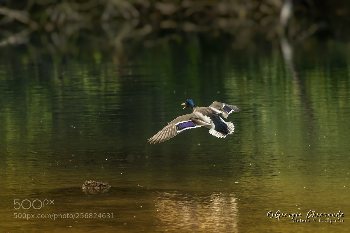 Canon EOS 7D Mark II sample photo. Germano reale in ammaraggio photography